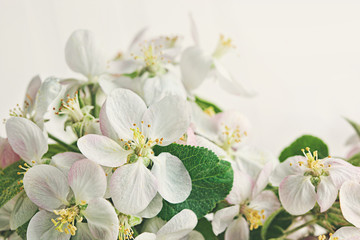 Apple blossoms on cream color background