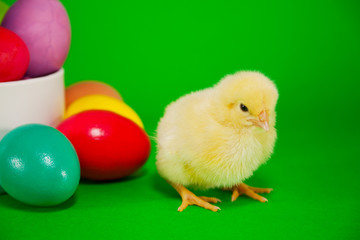 Basket with the Easter eggs and small yellow chicken