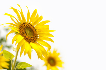 Sunflowers  on White Background