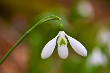 beautiful alone white snowdrop