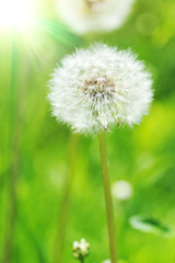 dandelions