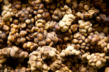 Kopi luwak or civet coffee