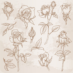 Flower Set: Detailed Hand Drawn Roses in vector
