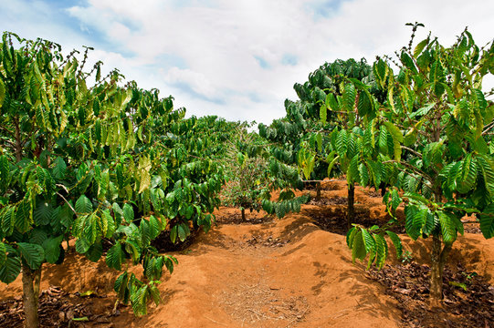 Coffee Plantation - Dalat, Vietnam