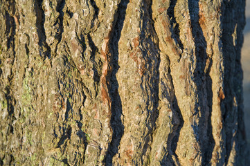 Pine tree bark