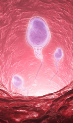 Sperm cells inside  ductus deferens