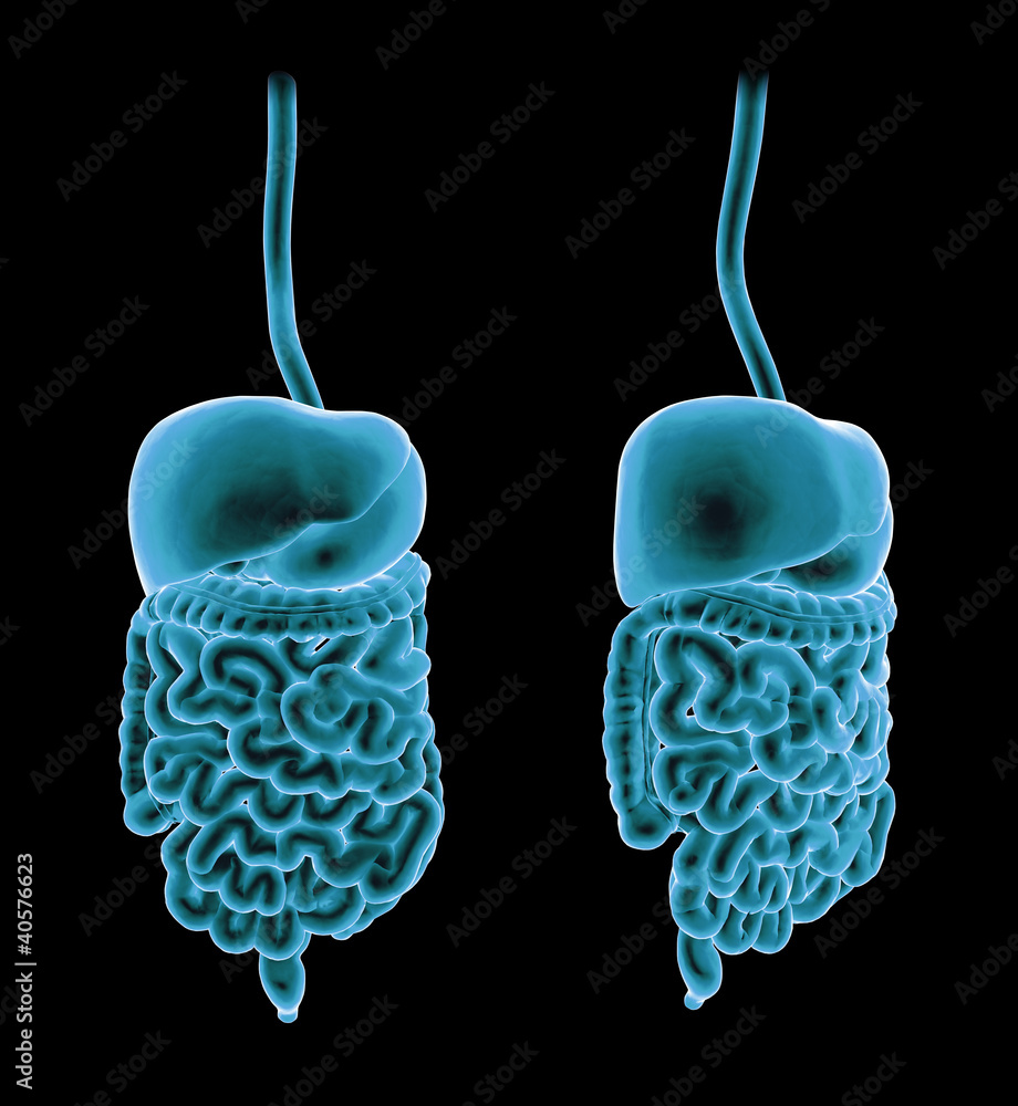 Fototapete 3d rendering of a digestive system