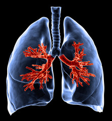 Lungs with visible bronchi