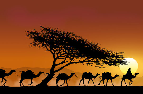Caravane et arbre au couchant