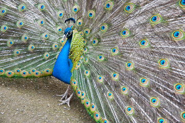 Obraz premium peacock's show