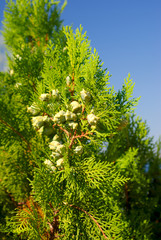 cypress branch