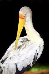 stork bird