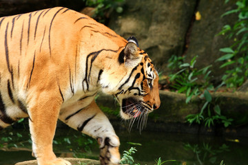 Fototapeta na wymiar asia tiger