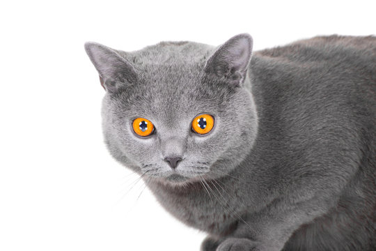 young British blue cat sitting on isolated white