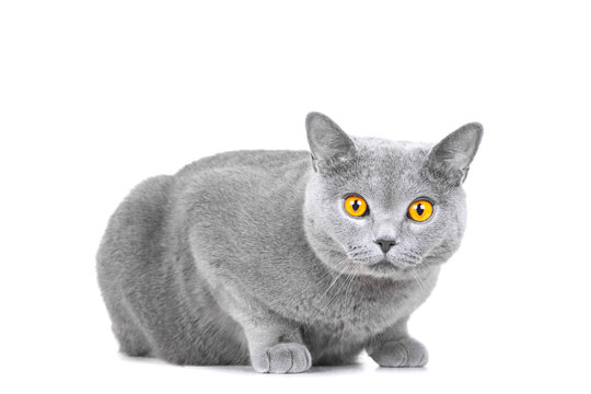 young British blue cat sitting on isolated white