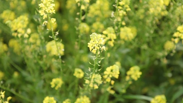 Green Yellow flowers
