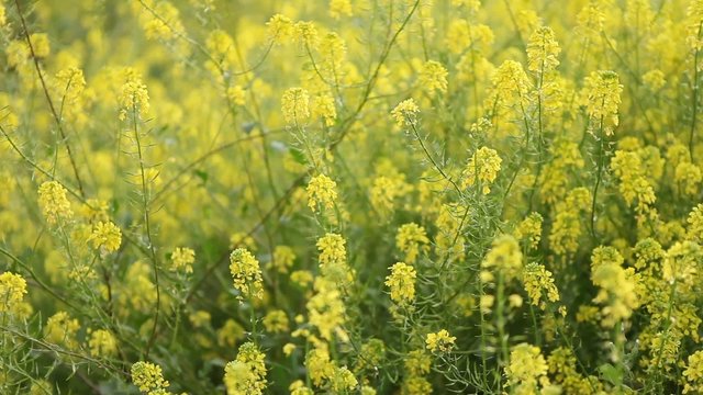 Yellow flowers