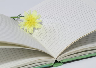 八重のマーガレットMargueriteとノート