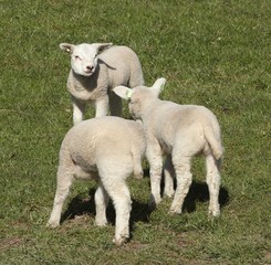 Obraz na płótnie Canvas Three little lambs in the meadow