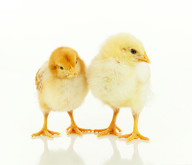 Two small newborn chickens