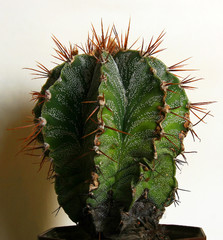Astrophytum cactus