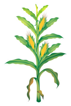 corn illustration