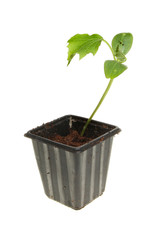Cucumber plant