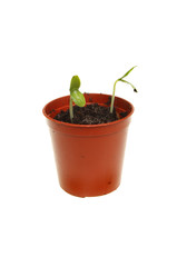 Cucumber seedlings