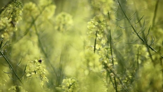 Green and yellow flowers with bee