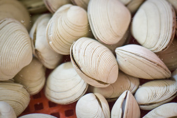 white clams