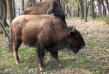 jeune bison d'Amérique