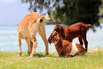 Fototapeta premium domestic goats outdoor
