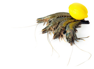 shrimp big