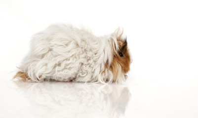 Guinea pig