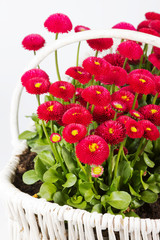 Korb mit Tausendschön