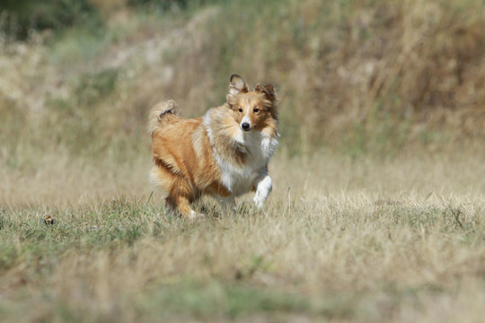 le go&ucirc;t de la libert&eacute; pour le jeune chien shetland