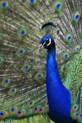 Fototapeta premium Peacock