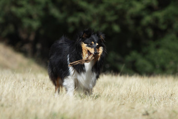 berger des shetland porteur de bois