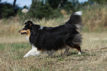 berger des shetland en course de profil