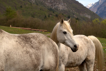Obraz na płótnie Canvas białe konie w górach