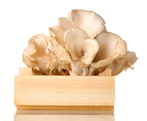 oyster mushrooms in wooden box isolated on white