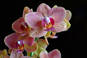 Fototapeta premium storczyk