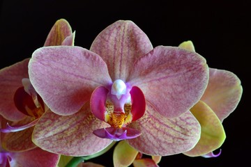 Fototapeta premium storczyk