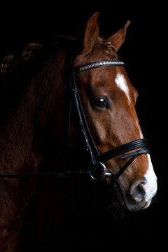 Pony