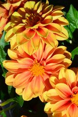 Progetto fiore e fiori