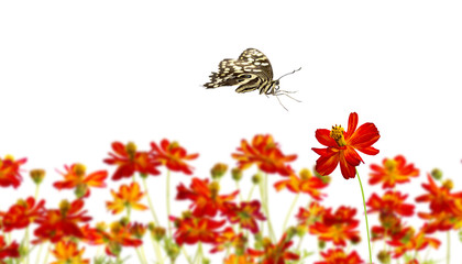 Magnifique papillon attiré par une fleur