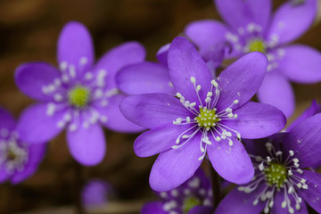 Fototapeta premium Hepatica nobilis flowers
