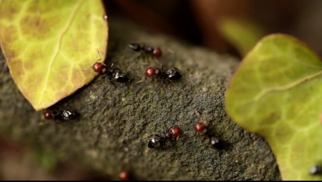 Colony of Crematogaster Scutellaris Ants