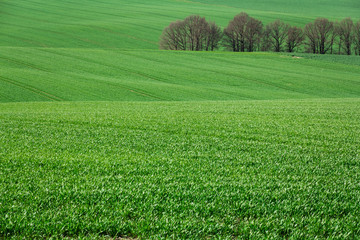 grünes feld