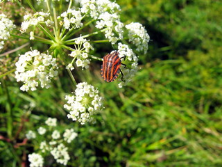 red and black insect on the flower